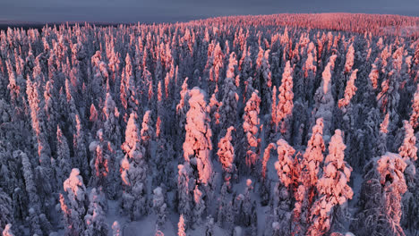 Vista-Aérea-Frente-Al-Bosque-Nevado-Lila-Y-Rosa,-Puesta-De-Sol-En-Laponia