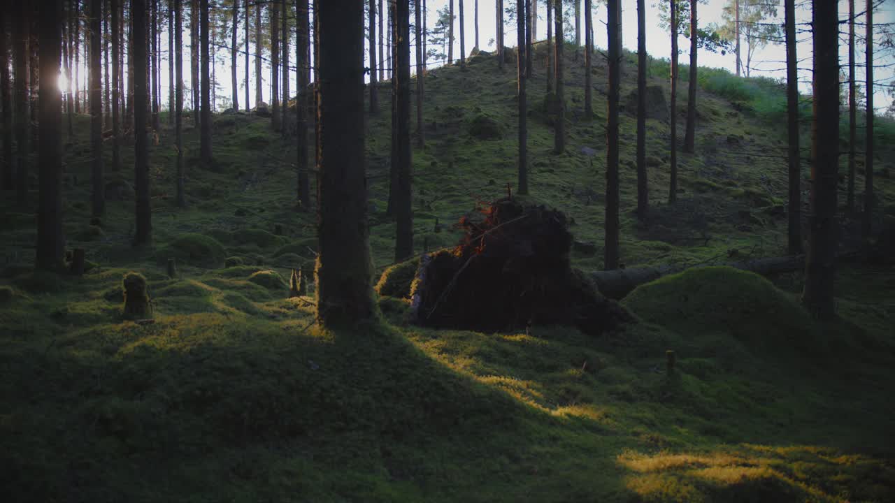 Tronco d'albero caduto in una foresta svedese muschiosa, sera d'estate
