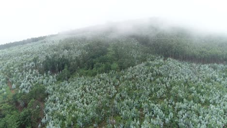 aerial view of misty forest fog