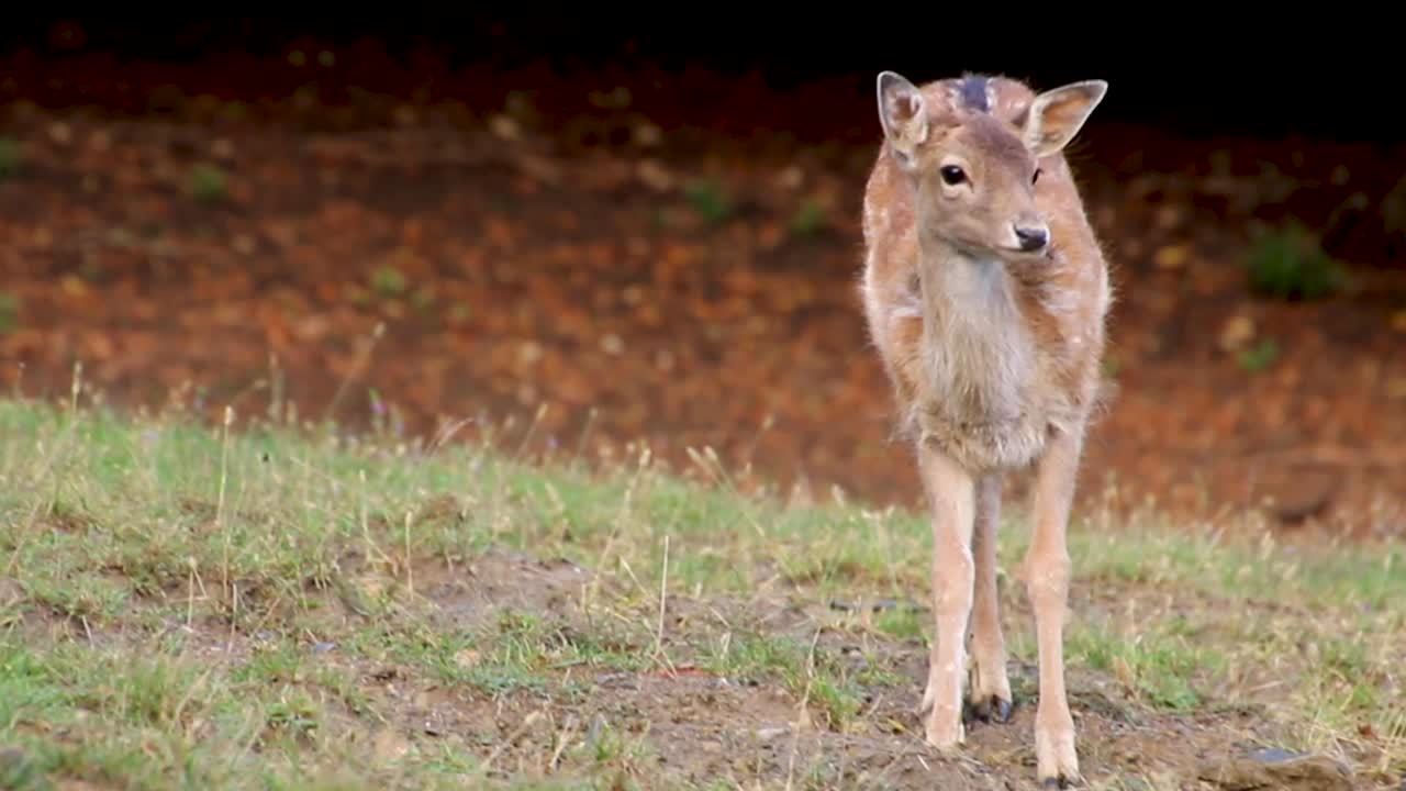 Klein Bambi-hertje graast in het veld in de herfst