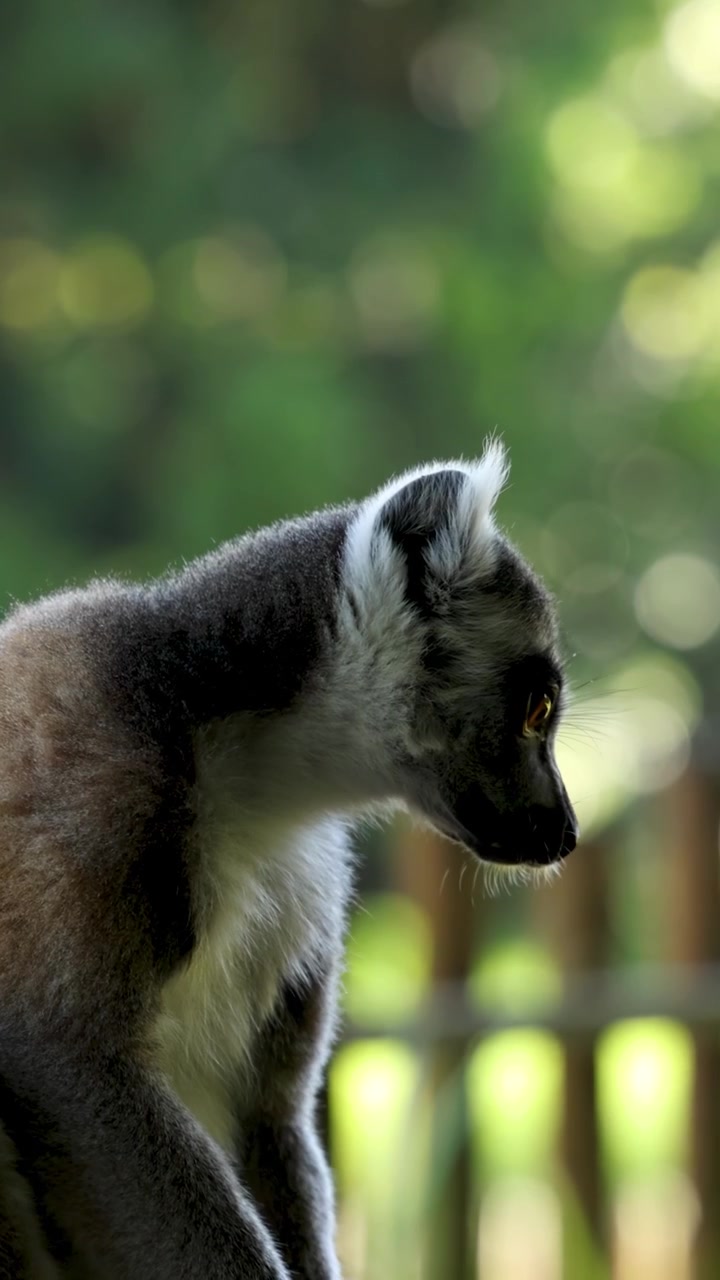 Um lêmure-de-cauda-anelada senta-se em uma cerca de madeira antes de se afastar em um santuário exuberante