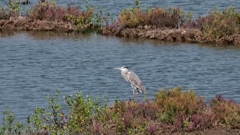 Facing-to-the-left-while-the-camera-zooms-out-and-slides-to-the-right,-Grey-Heron-Ardea-cinerea,-Thailand