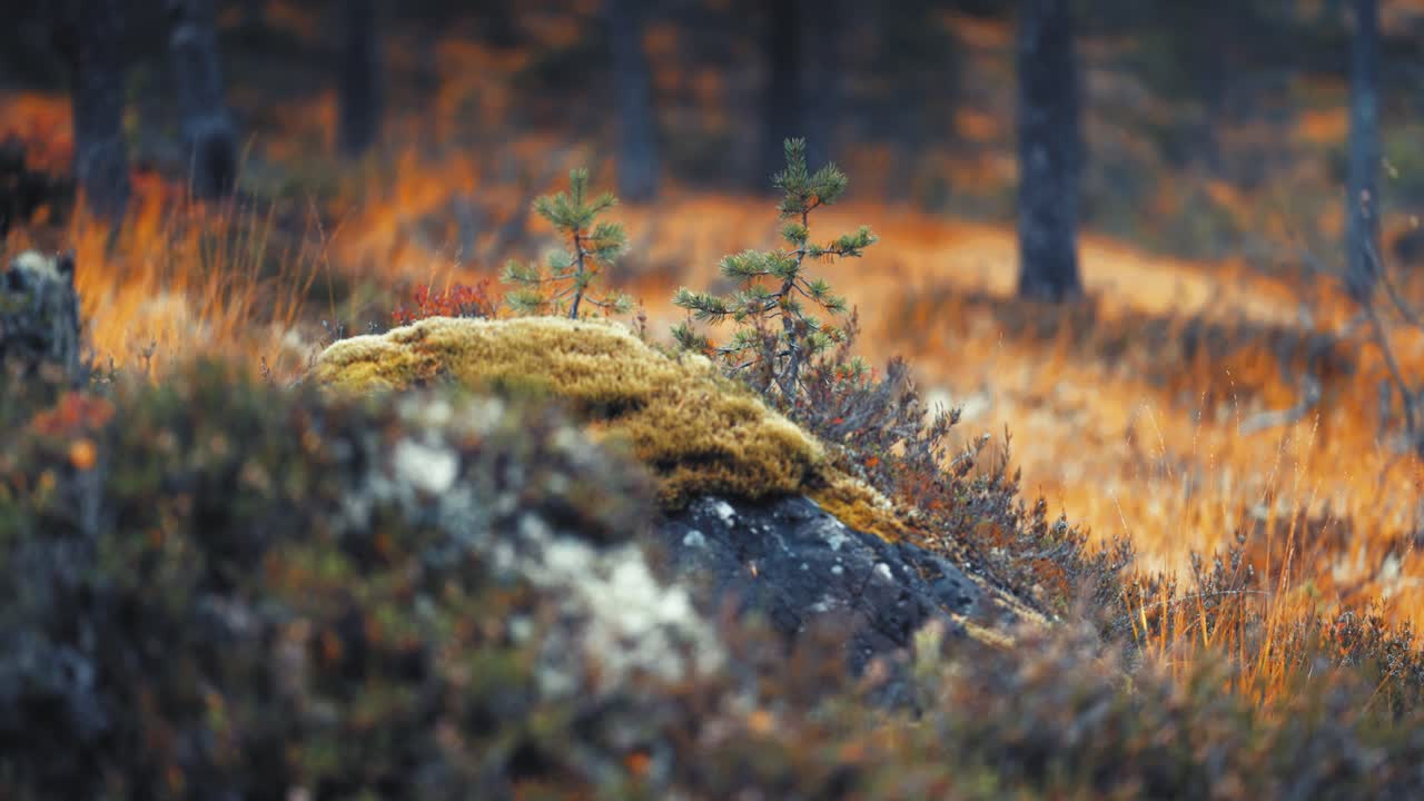 Pine tree saplings grow on the moss-covered stone surrounded by the vibrant hues of the autumn tundra wetlands