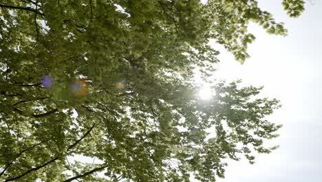 Sun-shining-through-green-trees