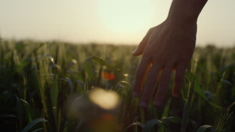 farmer walking wheat field in sunset close up. man checking harvest evening time