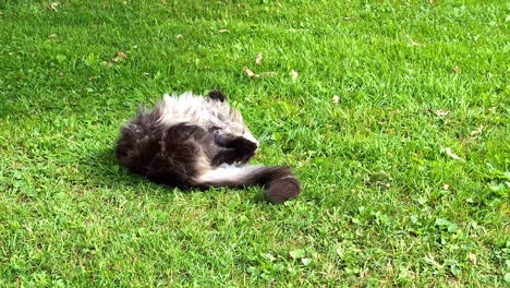 maine coon cat licking paws on grass