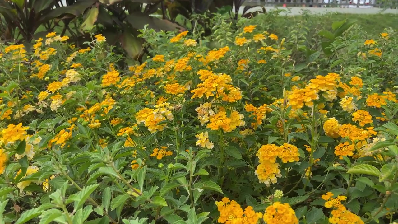 Fiori di lantana giallo vivace che sbocciano in un giardino