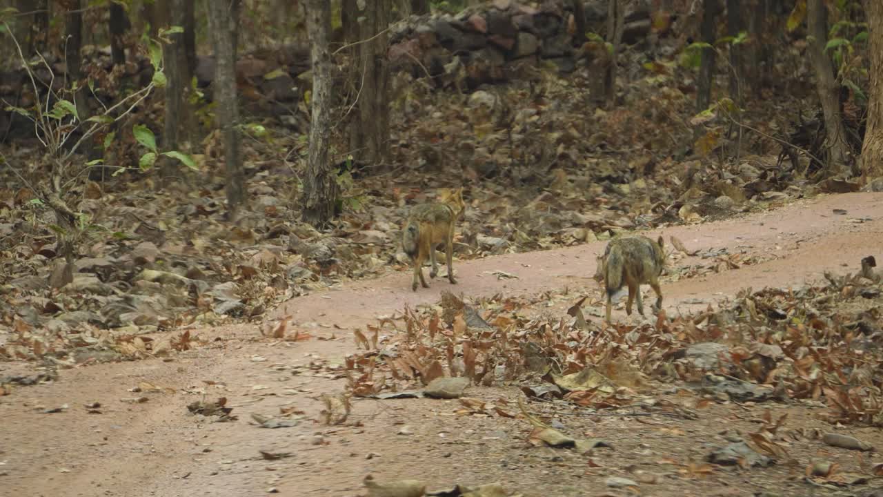 Couple of Golden Jackal or Canis aureus indicus walking on a forest road of Panna National Park in Madhya Pradesh India