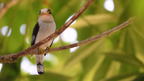 The-Silver-breasted-Broadbill-is-a-famous-bird-in-Thailand,-both-local-and-international