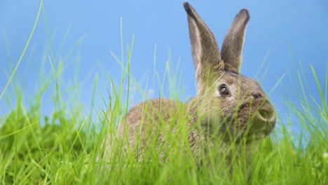 One-single-adorable-cute-brown-furry-and-fuzzy-rabbit,-hare,-jackrabbit,-with-tall-ears-sitting-and-walking-in-green-grass-field-with-blue-background,-static-close-up-low-angle-portrait