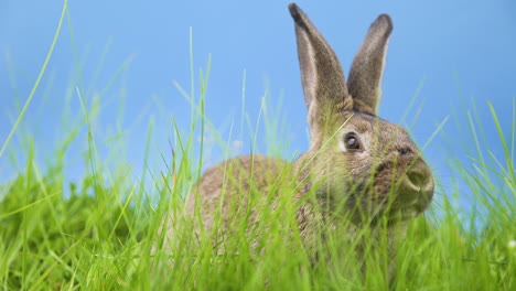 un solo adorable lindo conejo marrón peludo y difuso, liebre, liebre, con orejas altas sentado y caminando en un campo de hierba verde con fondo azul, retrato de ángulo bajo cerrado estático