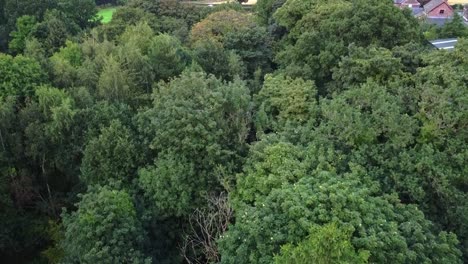 tiro ascendente de drones de bosque verde con casa de campo en segundo plano