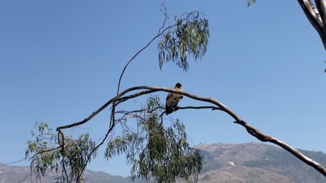 un halcón peregrino encaramado en la rama delgada de un árbol en el valle de spiti, himachal pradesh, india