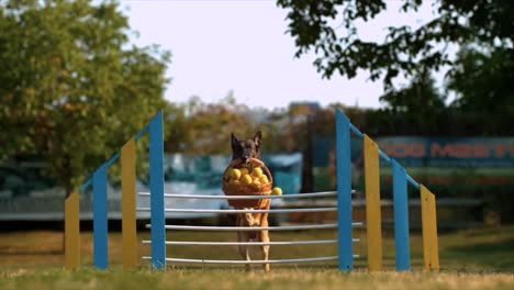 Clip-En-Cámara-Lenta-Perro-Pastor-Alemán-Saltando-Sobre-La-Barandilla-Con-Una-Canasta-En-La-Boca-Perro-Realizando-Acrobacias