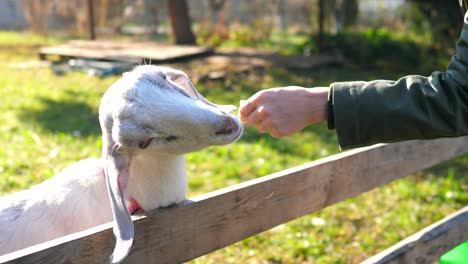 hand stroking adorable goat outdoors in farm