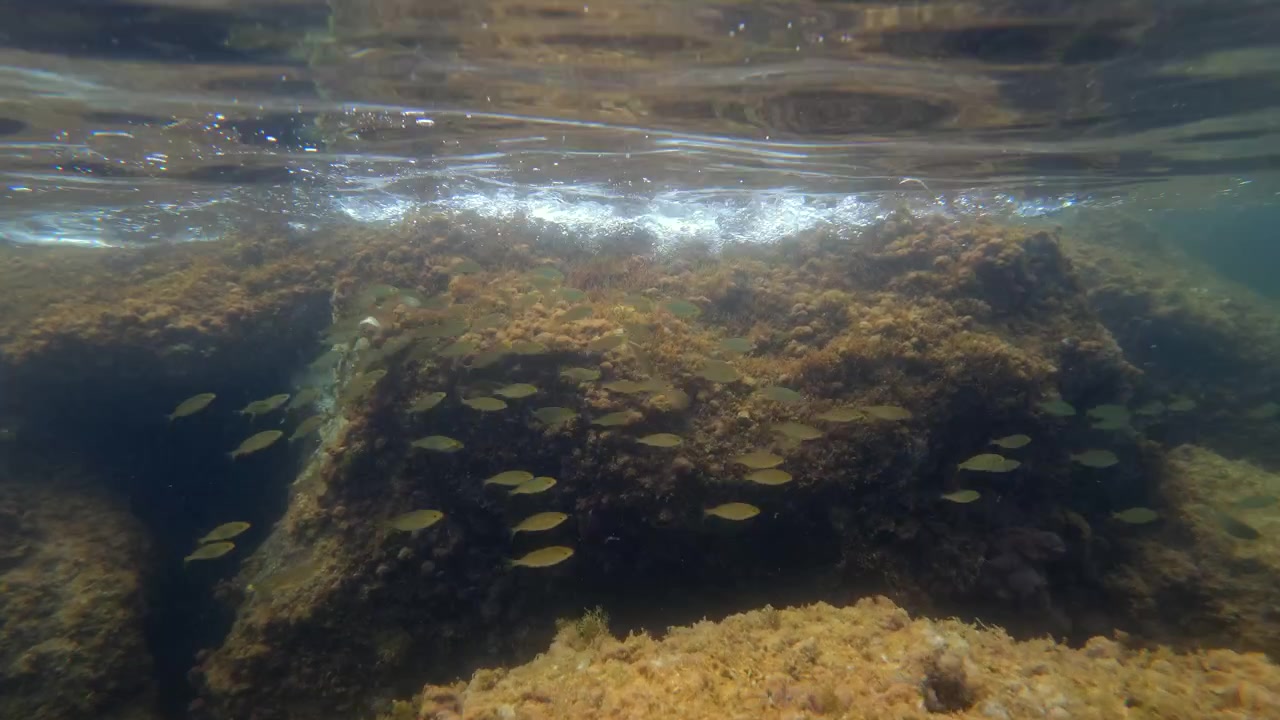 Kleine vissen zwemmen in helder zeewater nabij ruige, met algen bedekte rotsen en het oppervlak met lichtreflecties