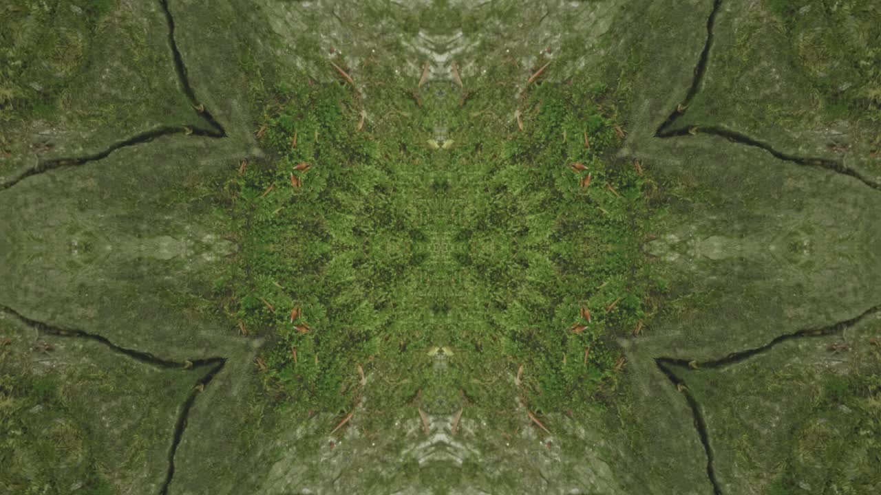 caleidoscopio de vegetación usando imágenes de bosque de wissahickon creek, philadelphia, #33