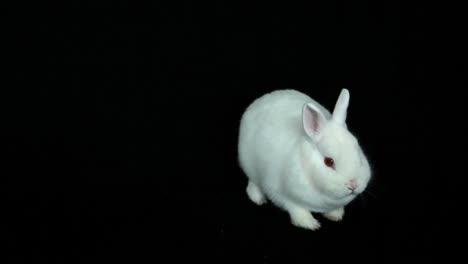 fluffy white rabbit sniffing around