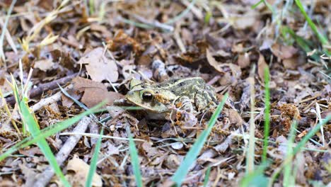 Statisches-Makrovideo-Der-Golfküstenkröte-Incilius-Valliceps