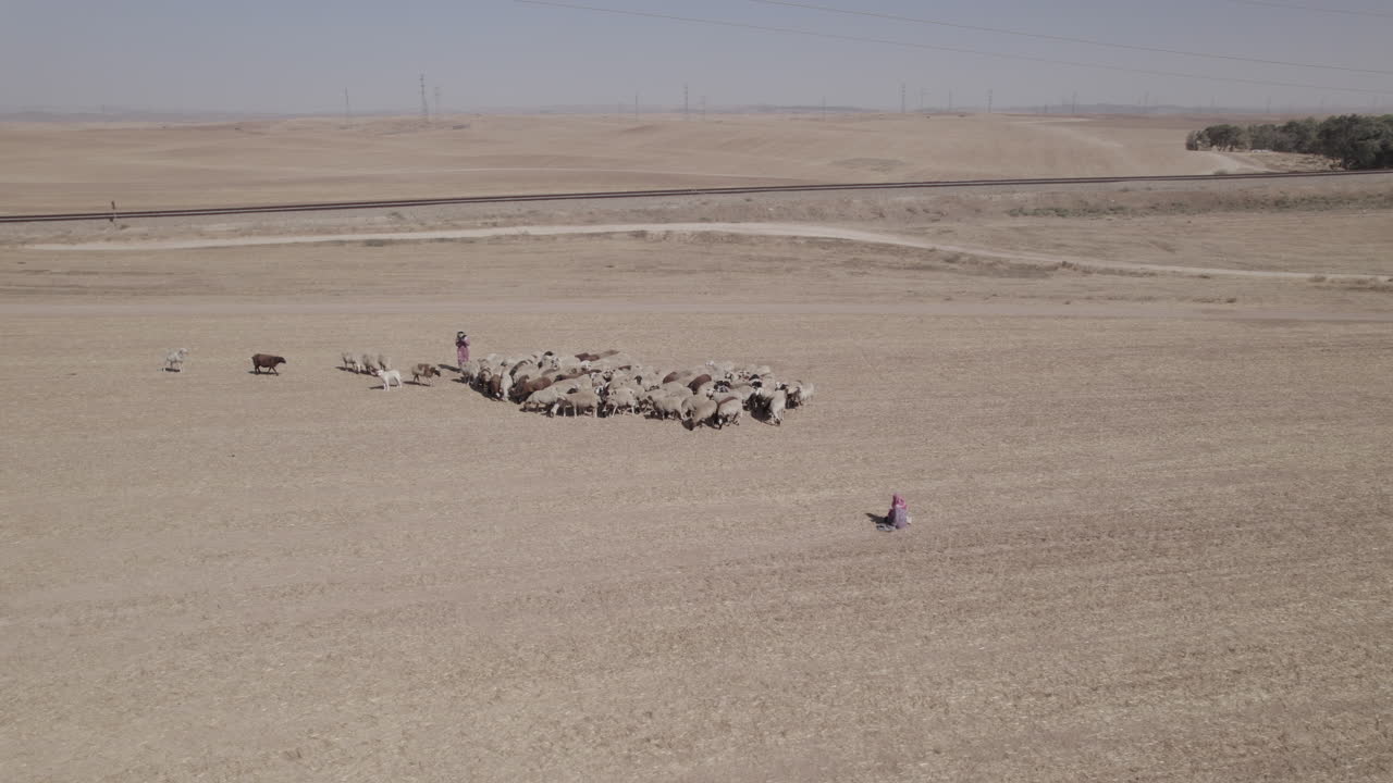Female shepherd with sheep in a remote desert area, near large power poles and a cargo train track, dry land without crops, parallax shot