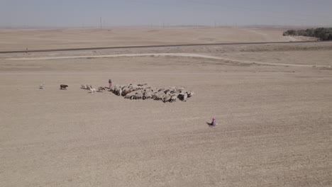 female shepherd with sheep in a remote desert area, near large power poles and a cargo train track, dry land without crops, parallax shot