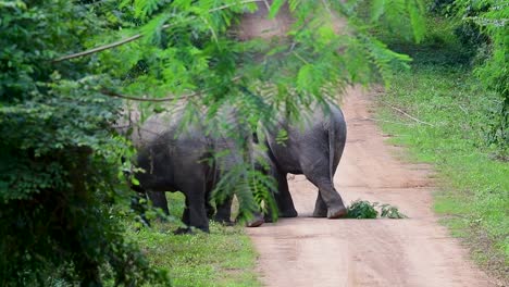 the asiatic elephants are endangered species and they are also residents of thailand