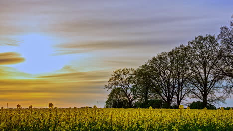 a golden hazy sunset sky over a farmland field of rapeseed crop - time lapse