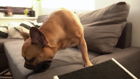 small brown french bulldog licking and sniffing his black toy on a sofa inside the house on a sunny day