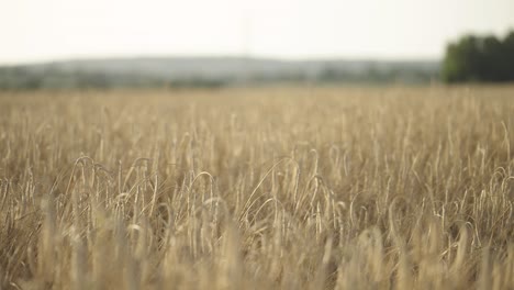 whispering wheat: windswept fields in summer light