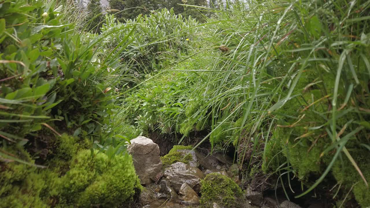 musgo de hierba mojada en el pliegue de agua que fluye tras rockies kananaskis alberta canada