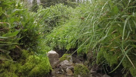 Musgo-De-Hierba-Mojada-En-El-Pliegue-De-Agua-Que-Fluye-Tras-Rockies-Kananaskis-Alberta-Canada