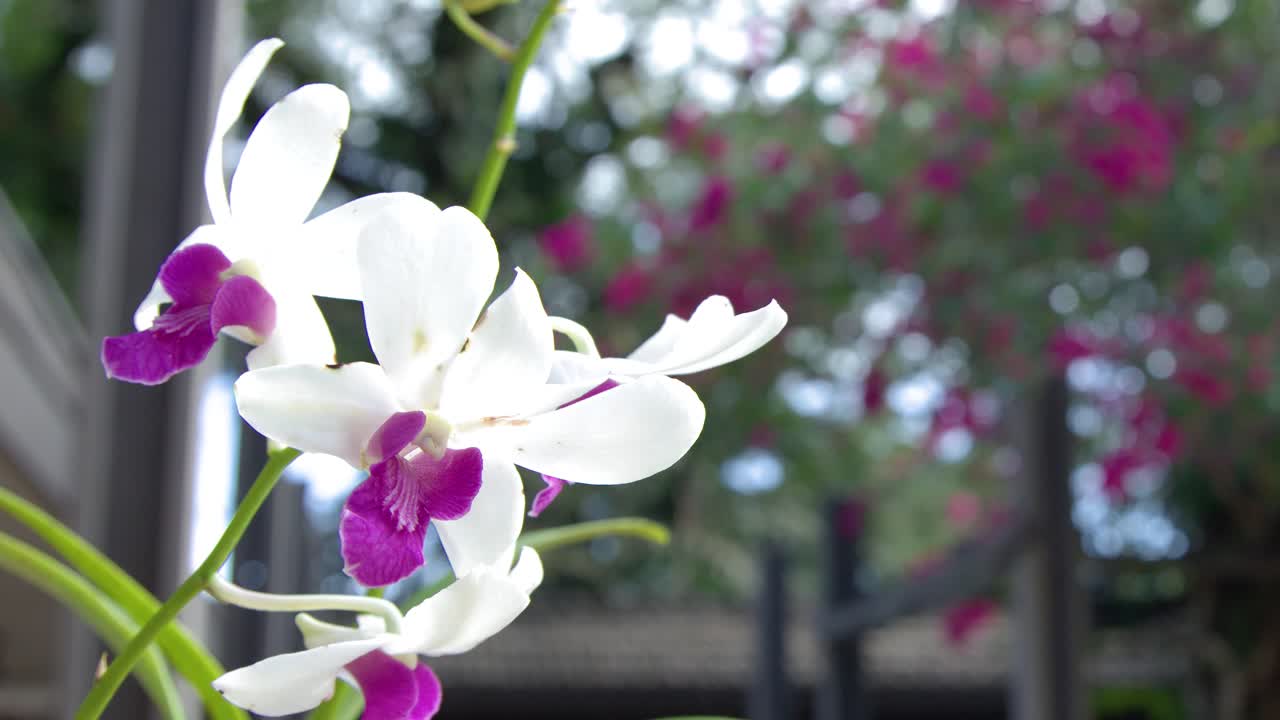 Primo piano di orchidee bianche con centri rosa che ondeggiano delicatamente in un giardino lussureggiante