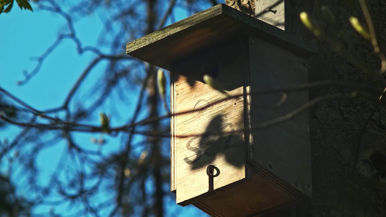 Blu sky Bird house attached to a tree