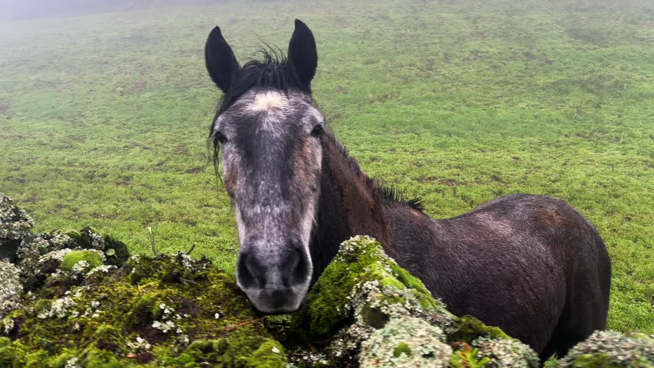Cavallo dietro un muro di pietra muschioso in un pascolo nebbioso, Azzorre Portogallo.