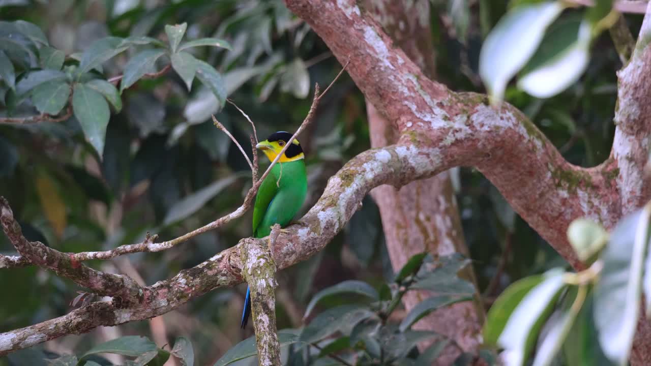 con un material de anidación en la boca mientras mira a su alrededor en lo profundo del bosque, el psarisomus dalhousiae de cola larga, tailandia