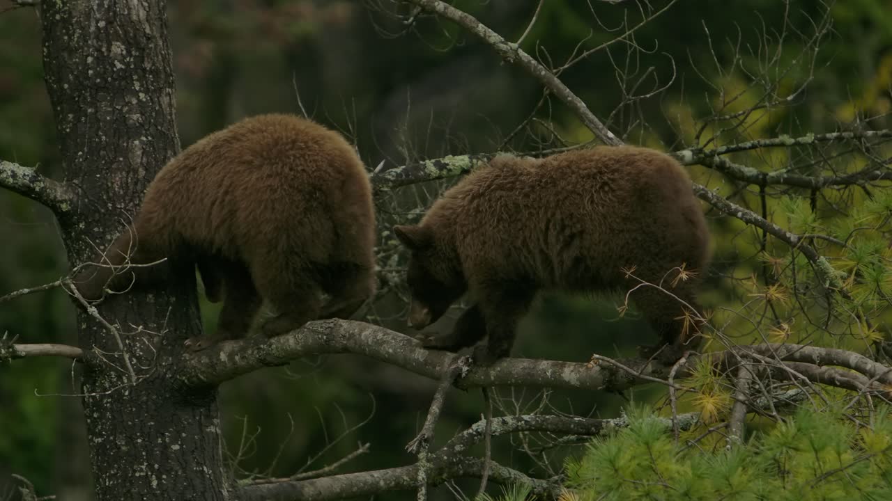 cinnamon bears playing and climbing on branch in pine tree
