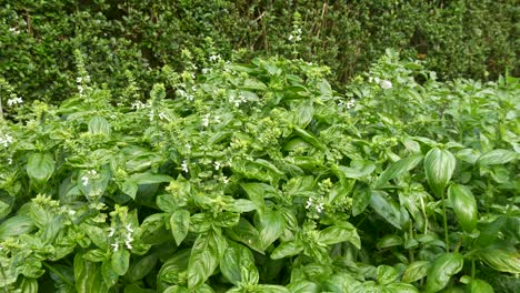 La-Albahaca-Italiana-Crece-En-Una-Cama-Enorme-Y-Espera-El-Consumo