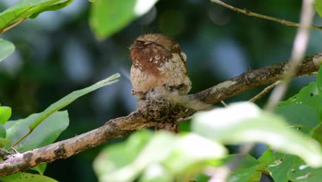 爪<unk> (javan frogmouth) 是一種在泰國和亞洲其他國家生長的動物