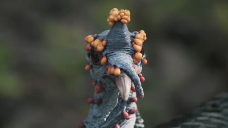 cabeza de un pavo ocelado mirando a su alrededor