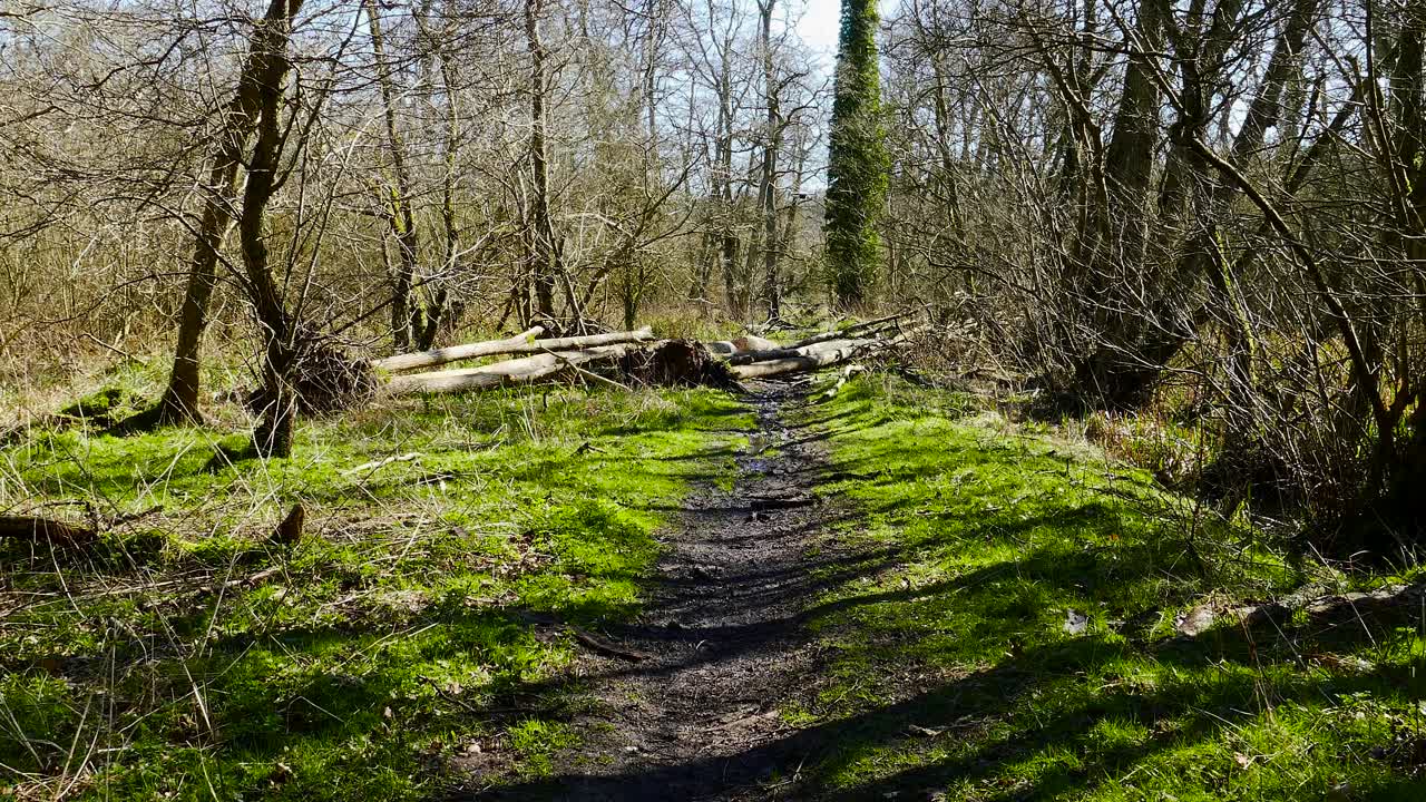 vista de la mañana soleada en un bosque de pinos con drones moviéndose bajo entre árboles en norfolk, reino unido