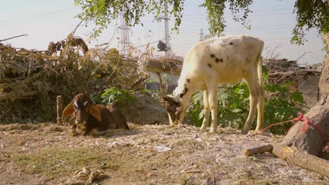 in the countryside, there is a red and white young cow sitting close-up.