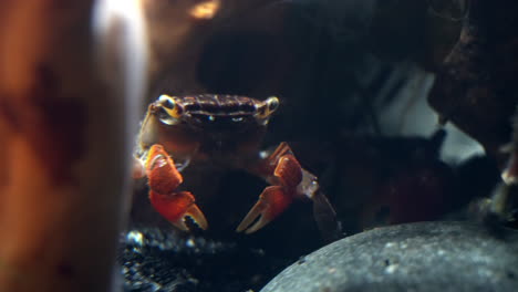 red claw crabs hiding amidst underwater rocks