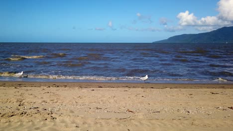 Dos-Gaviotas-Jugando-En-El-Shorline,-Una-Toma-Vuelos-Y-La-Otra-Continúa-Bañándose-En-El-Agua-Del-Océano