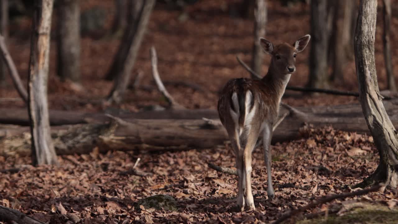 휴경 사슴은 조심스럽게 당신을 어깨 너머로 바라본다 슬로모 가을 숲