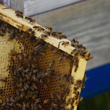swarm of bees on a wooden frame with honeycomb. lots of honey bees roaming on the frame with honeycomb. close up