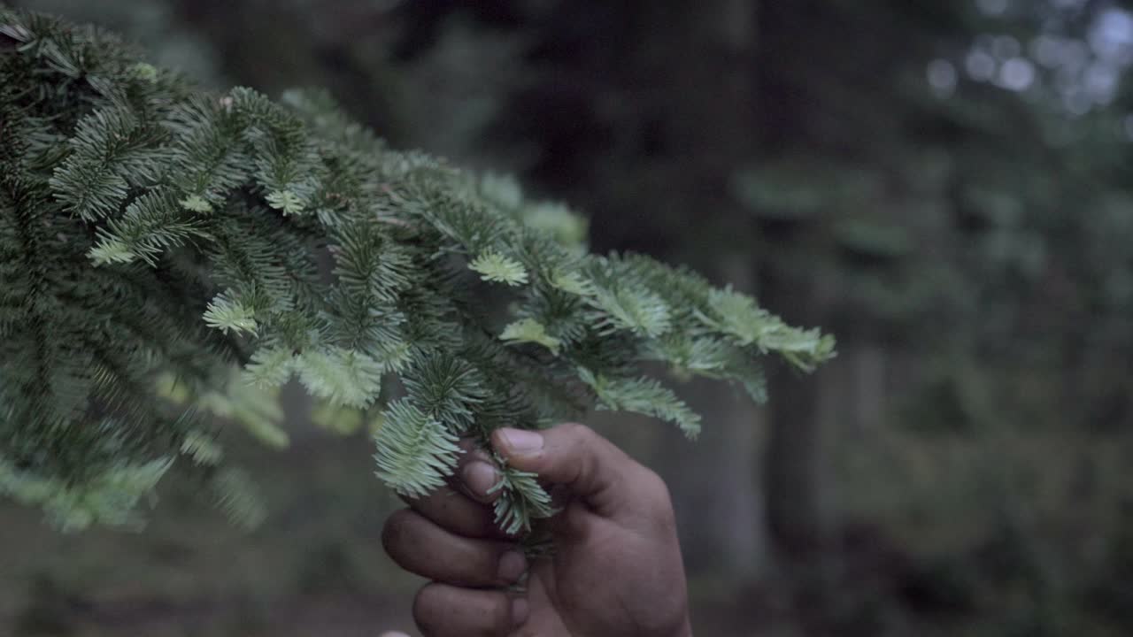 recolectando agujas de pino para té natural, primer plano estático