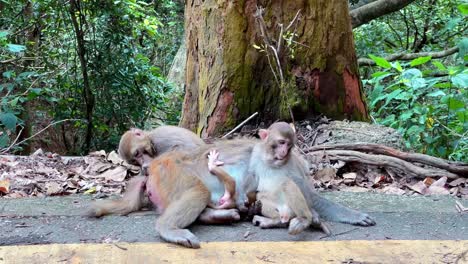 Parque-Rural-Kam-Shan,-O-&quot;monkey-Hill&quot;-En-Hong-Kong