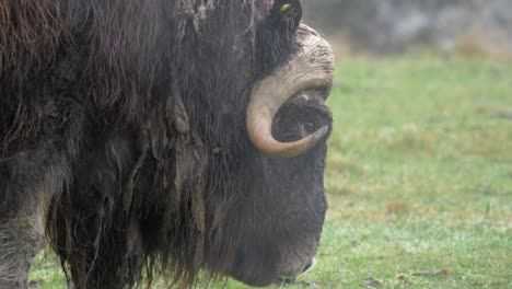 Close-up-shot-of-Musk-Ox-with-dirt-soaked-fur-grazing-in-the-wet-meadow,-gently-scouring-the-grass-and-vegetation