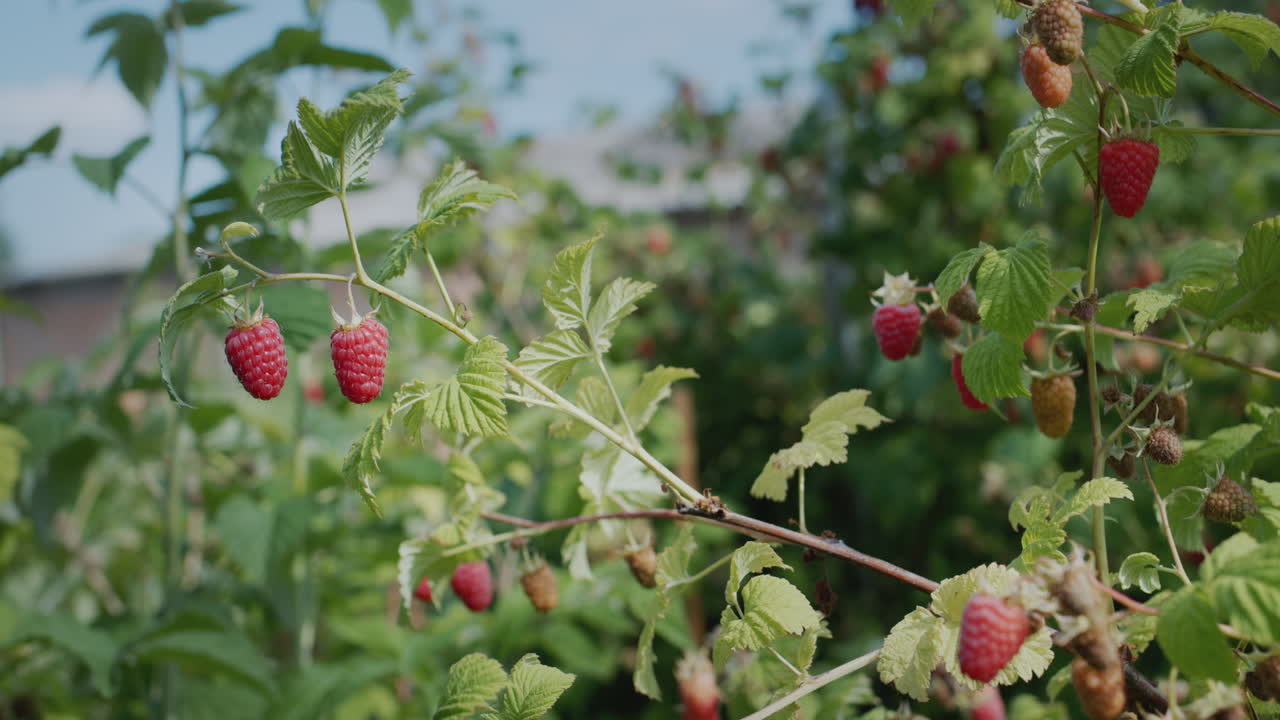 작은 농장 정원에서 라즈베리가 익습니다.