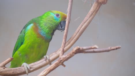 a bird with colorful feathers sat on a twig its beak ready to chirp. a vibrant green parrot with colorful feathers sits on a twig of a tree branch, flapping its wings and showing off its beak